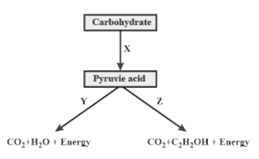 Glycolysis (Embden-Meyerhof-Parnas Pathway)