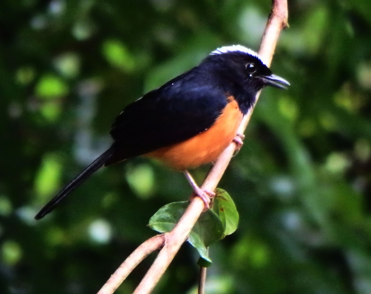 White-crowned shama