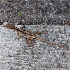 Brown Anole