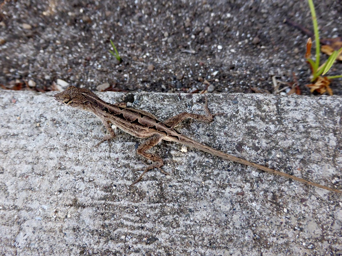 Brown Anole