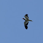 Red wattled lapwing/ titeeri (Hindi)