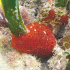 Red massive sponge