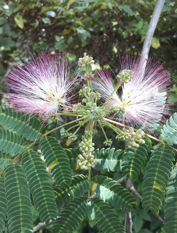 Mimosa tree