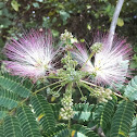 Mimosa tree