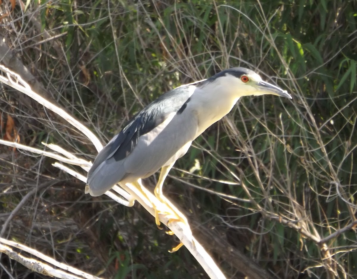 Black-crowned Night Heron