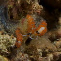 Nudibranch