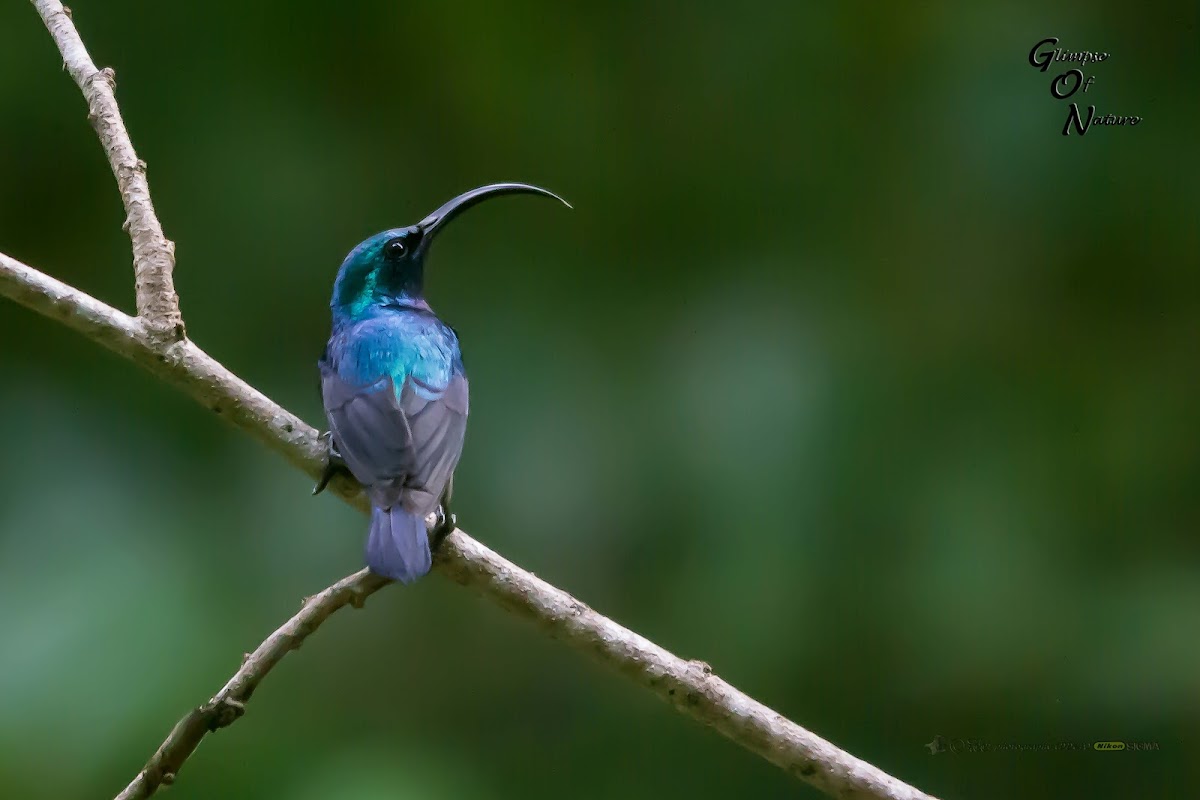 LOTUNS SUNBIRD / LONG BILLED SUNBIRD