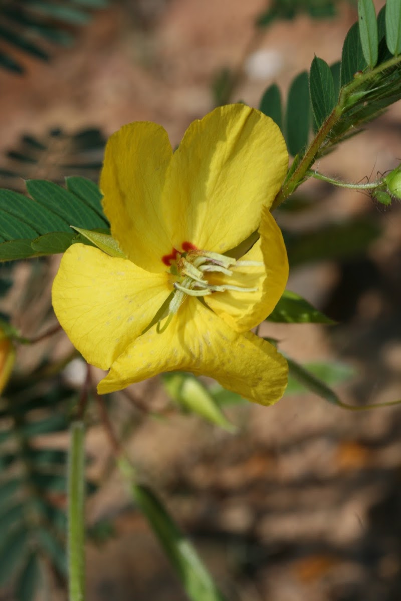 Partridge Pea