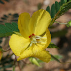 Partridge Pea