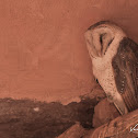 Barn Owl