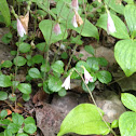 Twinflower