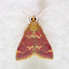 Raspberry Pyrausta Moth - 5034