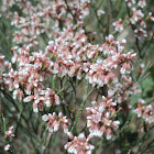 Prairie Baby's Breath