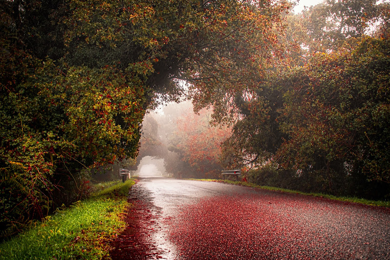 I colori dell'Autunno di anna_sim_60