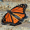 Monarch butterfly