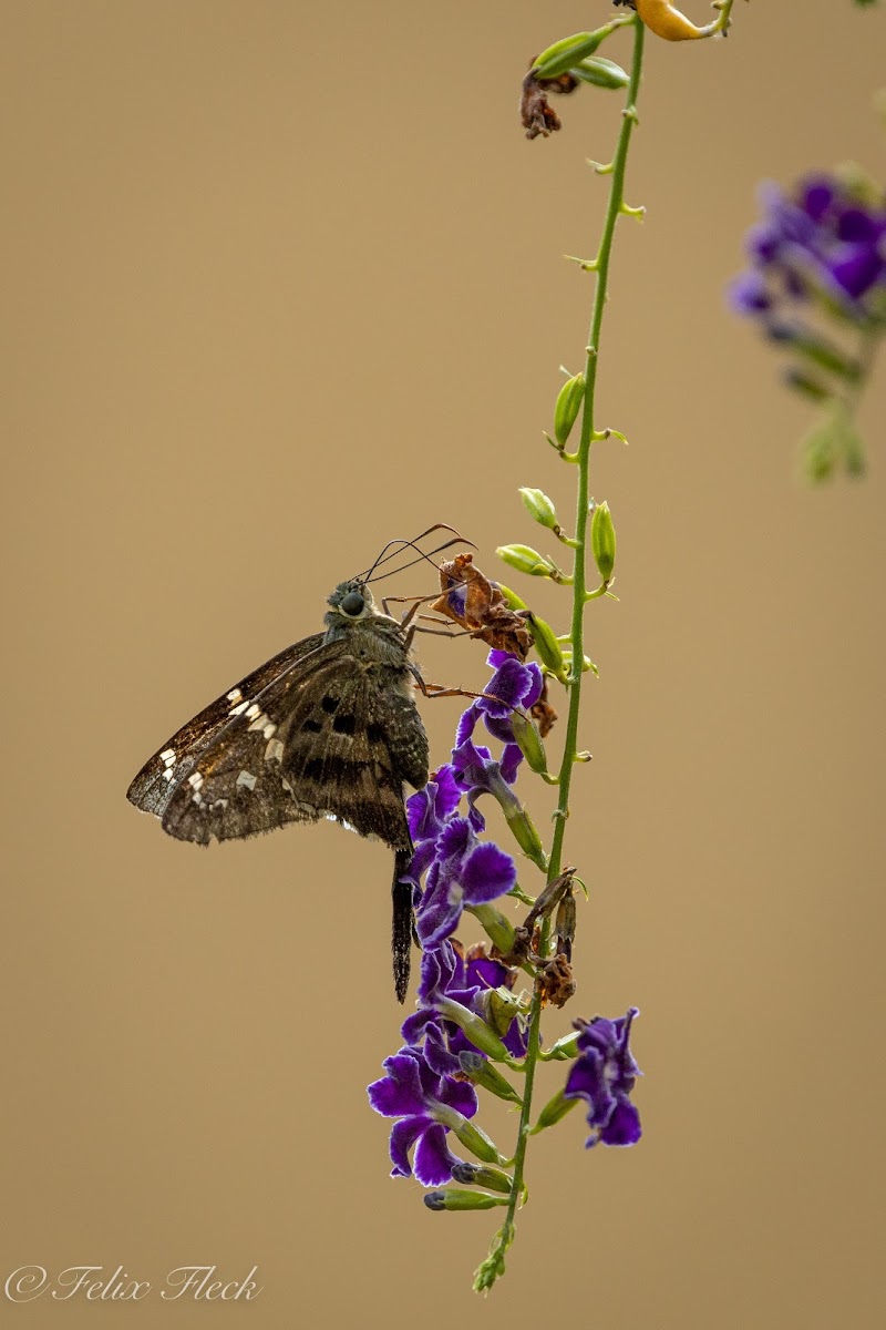 Long-tailed Skipper