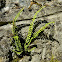 Maidenhair spleenwort (τΤριχομανές ασπλένιο)