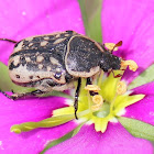 Kern's Flower Scarab