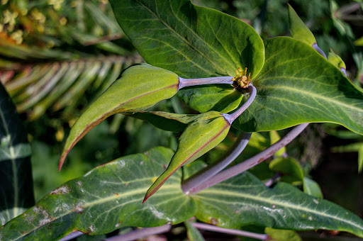 Euphorbia lathyris