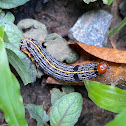 Lily Caterpillar