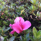 Azalea