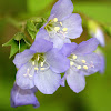 Greek Valerian