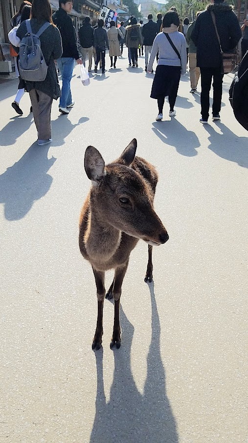 Hiroshima Day trip to Miyajima, some of the wild deer of the island begging for food when they are not stealing or relaxing non chalantly in the middle of a walkway.