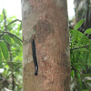 Giant Millipede