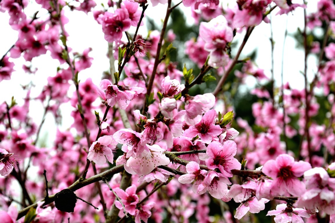 Fiori rosa fiori di pesco di Cary