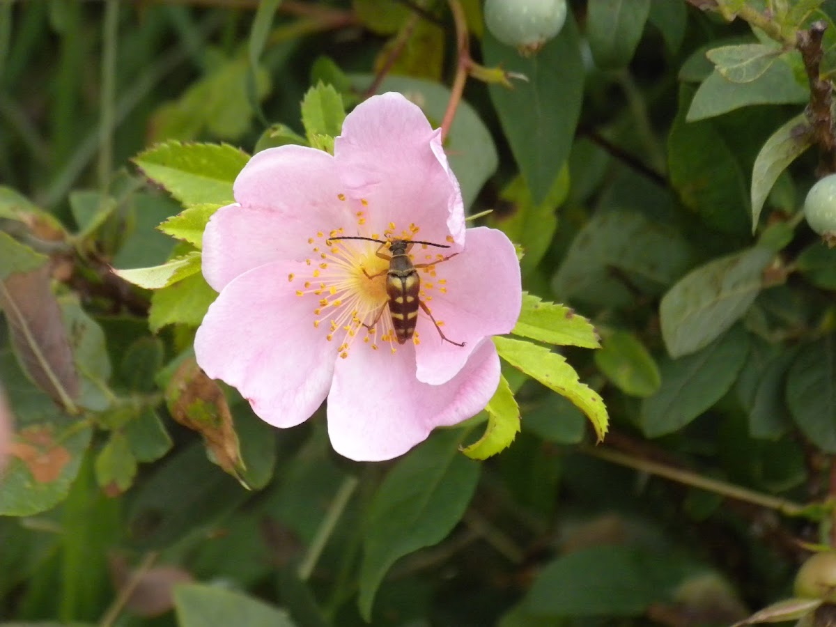 Banded Longhorn beetle on a Nootka Rose