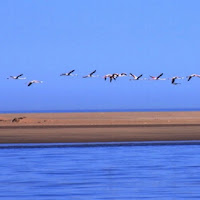 Volo radente di 