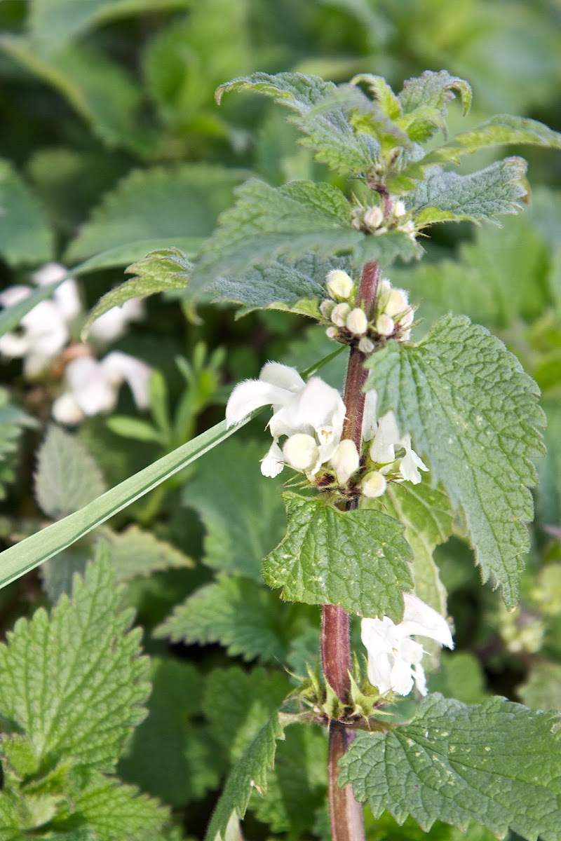 white dead nettle