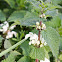 white dead nettle