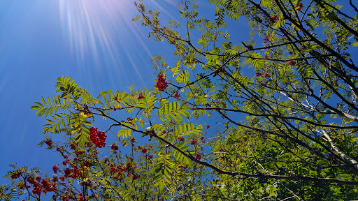 Sorbus aucuparia