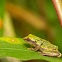 Variable bush frog