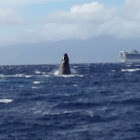 Humpback Whale