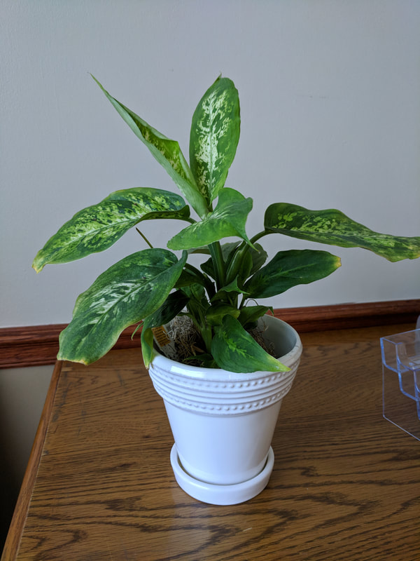 I had an epiphany today and noticed the stark similarities between caring for a plant to help it thrive--not just survive--and Intuitive Eating.