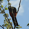 Australian king parrot