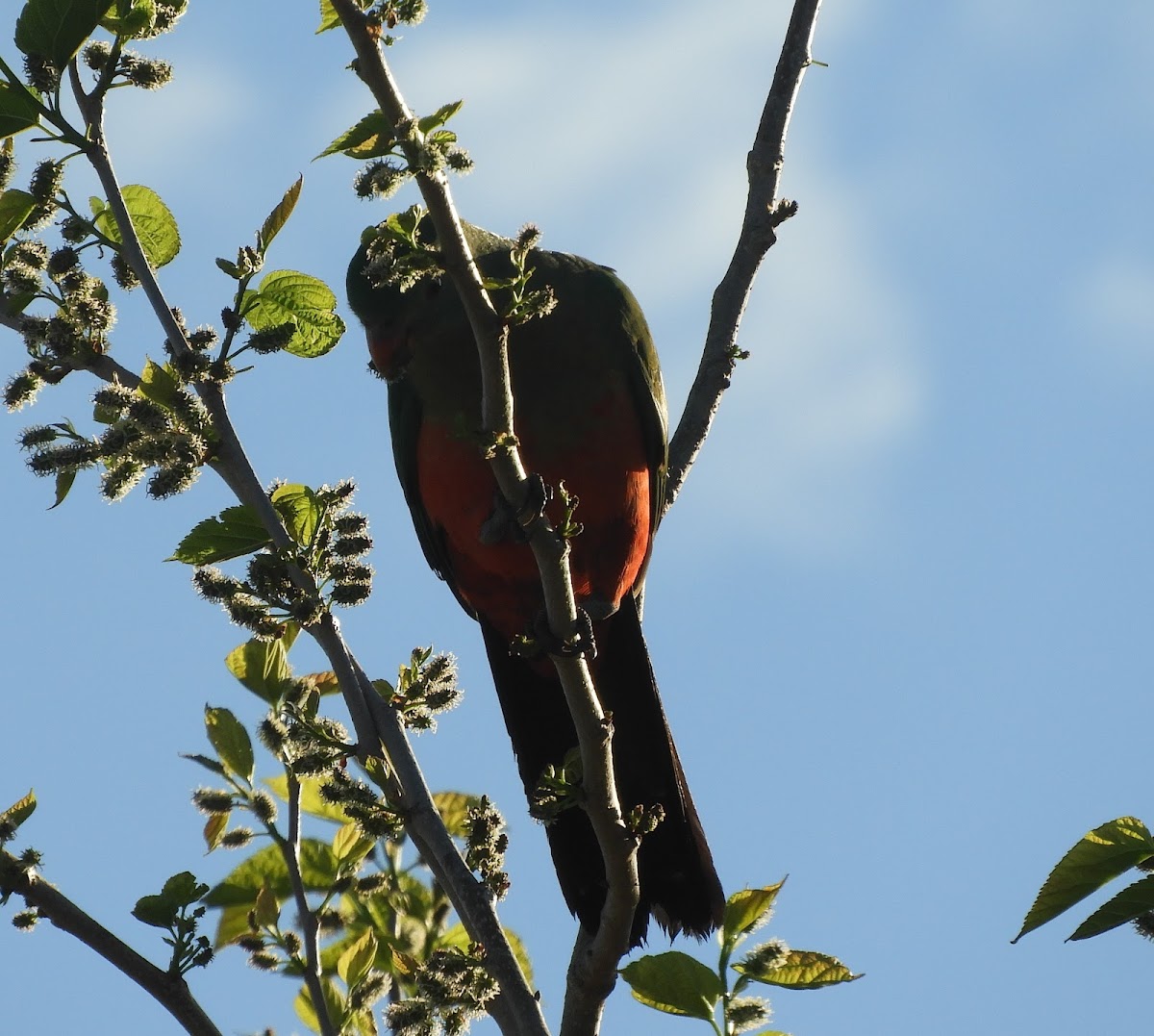 Australian king parrot