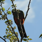 Australian king parrot