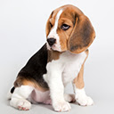 Beagle Wallpapers Beagles New Tab