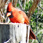 Northern Cardinal