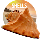 Download Wallpapers with shells For PC Windows and Mac 10.11.2017-shell