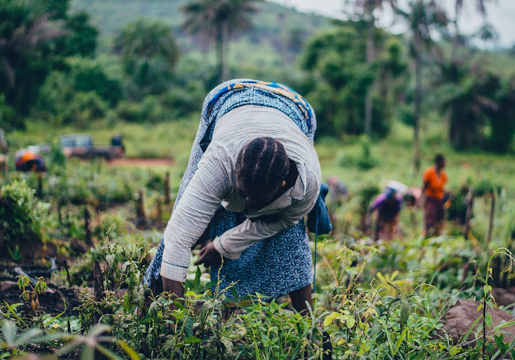 Women busy at a farm