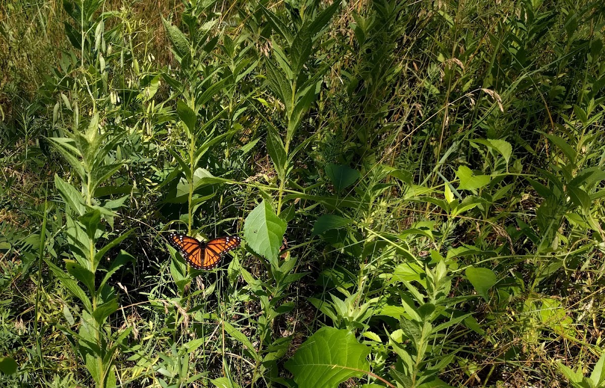 Viceroy Butterfly