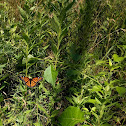 Viceroy Butterfly