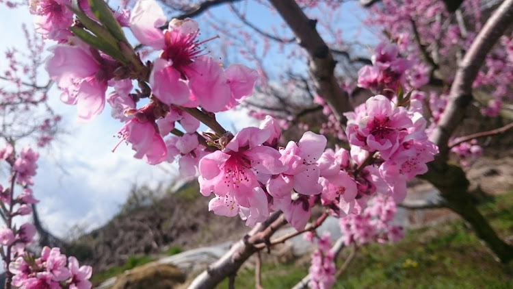 パサートの自粛生活・ドライブ・洗車に関するカスタム事例の投稿画像5枚目