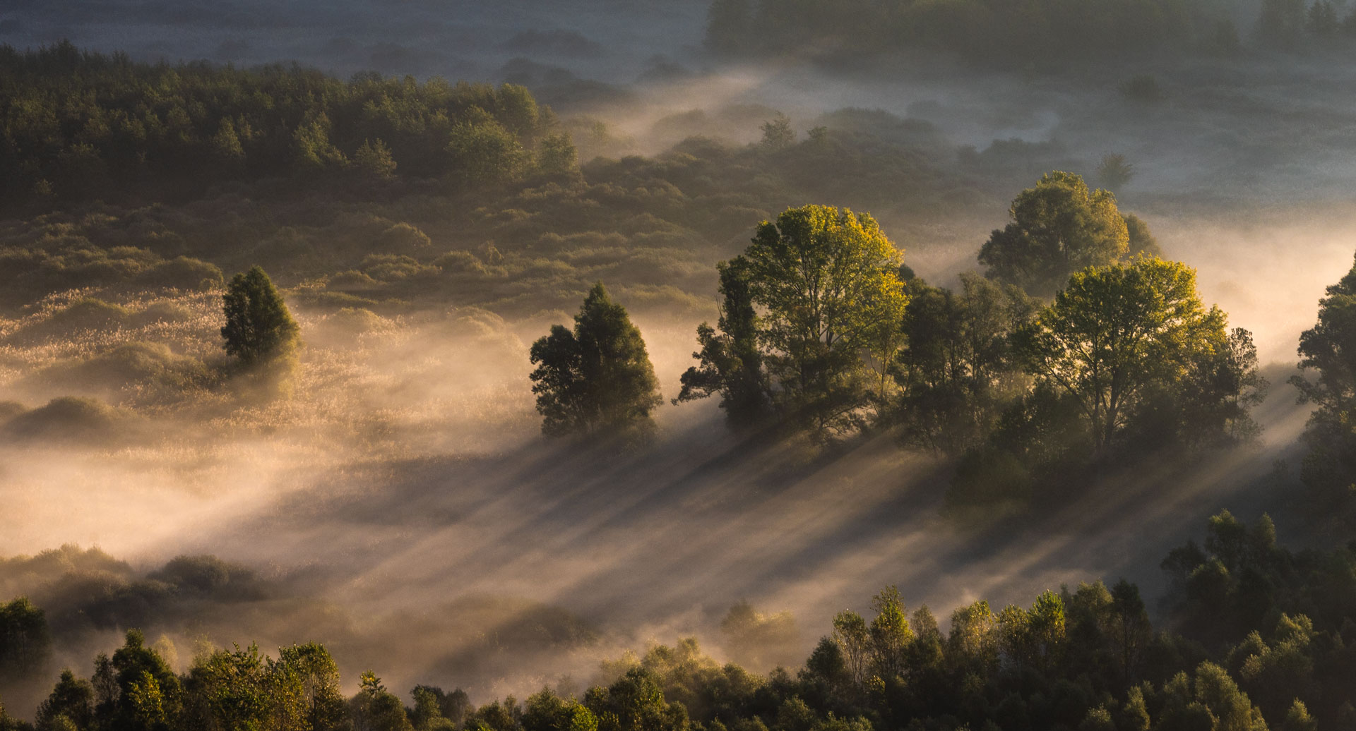 Luce del mattino tra gli alberi di Aktarus