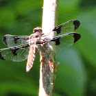 Common Whitetail Dragonfly (female)