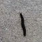 Black Velvet Featherleaf Slug